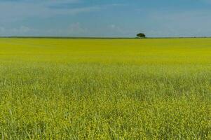 a lone tree in a field of yellow flowers photo