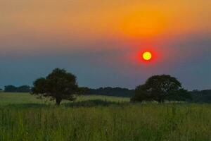 a sun setting over a field with trees and grass photo