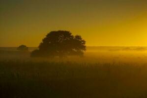 a field with a tree in the middle of it photo