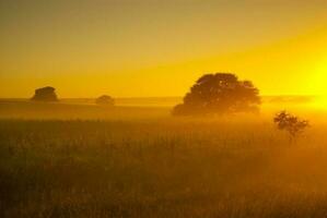 a field with a tree in the middle of it photo