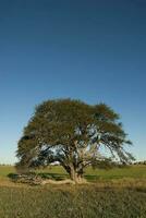 a large tree in a field with a blue sky photo