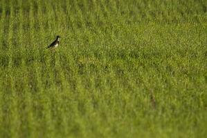 a bird is standing in a field of green grass photo