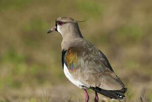 a bird standing on a grassy field photo