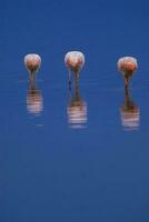 three flamingos standing in the water with their heads down photo