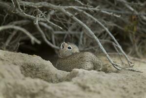 a small animal sitting in a hole in the sand photo