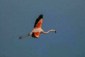 un rebaño de flamencos volador terminado un lago foto