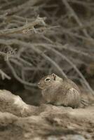 a small animal sitting on a rock in the dirt photo