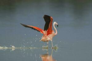 a flamingo is standing in the water with its wings spread photo