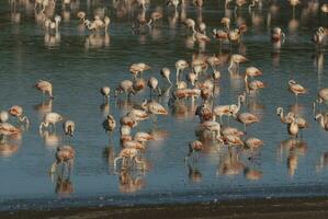 un rebaño de flamencos en pie en el agua foto