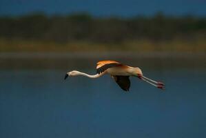 flamingo in flight over water photo