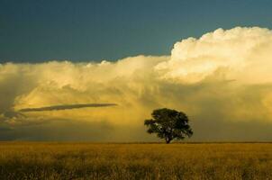 a lone tree in a field with a large cloud in the background photo