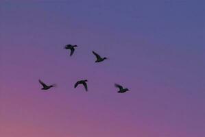 birds flying in the sky at sunset photo