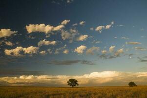 un solitario árbol en un campo con un azul cielo foto