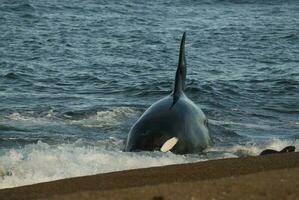 a large black and white whale in the ocean photo