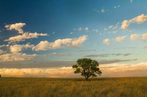 a lone tree in a field with a blue sky photo