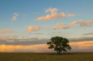 a lone tree in a field with the sun shining through the clouds photo