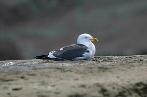 a seagull sitting on a rock photo