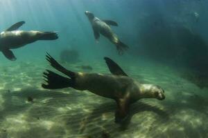 a group of sea lions swimming in the ocean photo