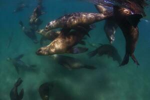 un grupo de mar leones nadando en el Oceano foto