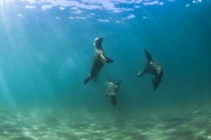 un grupo de mar leones nadando en el Oceano foto