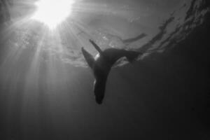 a black and white photo of a sea lion swimming