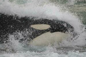 orca whale breaching in the ocean photo