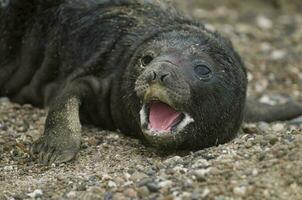 a seal on the beach with its mouth open photo