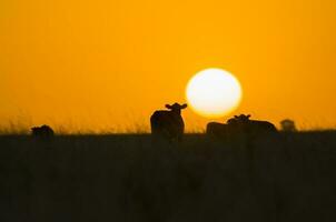 un vaca en pie en un campo a puesta de sol foto