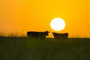 two cows stand in a field at sunset photo