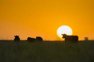 un vaca en pie en un campo a puesta de sol foto