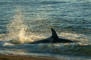 un ballena es salpicaduras en el agua foto