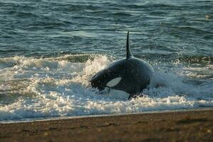 a large shark is swimming in the ocean photo