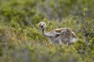 an ostrich is standing in the grass photo