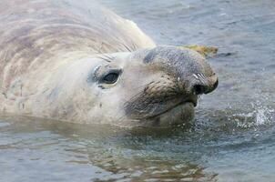 a large seal in the water photo