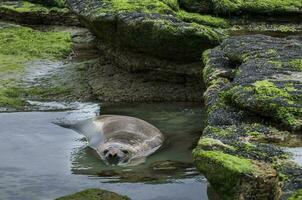 a large seal in the water photo