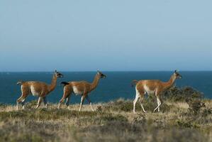 Tres animales caminando en el césped cerca el Oceano foto