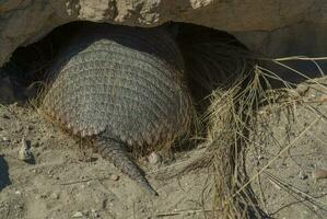 a large armadillo in a hole in the ground photo