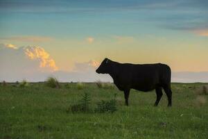 a cow standing in a field at sunset photo