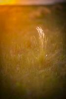 a grass plant in the middle of a field at sunset photo