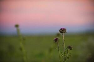 thistle in the sunset photo