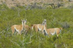 llamas en pie en el césped foto