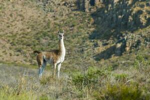 a group of llamas standing in the grass photo