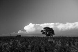 negro y blanco foto de un solitario árbol en un campo