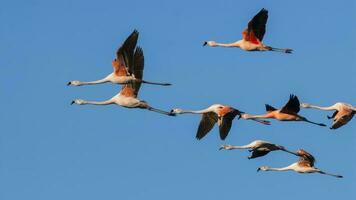 a flock of flamingos flying in the sky photo