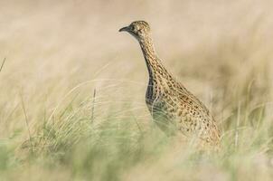 un pájaro en pie en alto césped en un campo foto