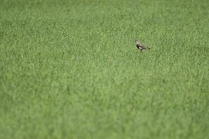 a bird is standing in a field of tall grass photo