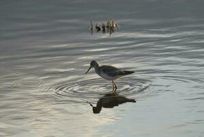 a bird standing in the water with its reflection photo