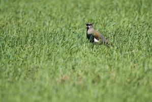 a bird is standing in a field of tall grass photo