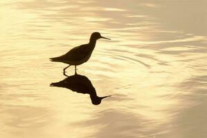 a bird standing in the water with its reflection photo