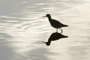 a bird standing in the water with its reflection photo